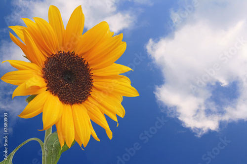 Sunflower, Sonnenblume und Himmel