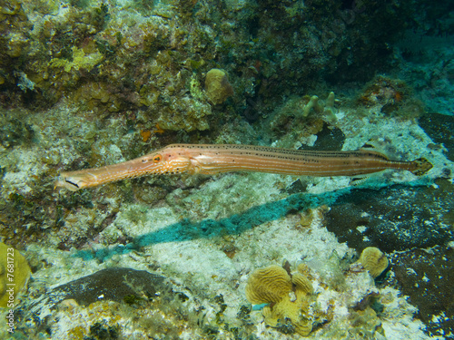 Trumpet Fish photo