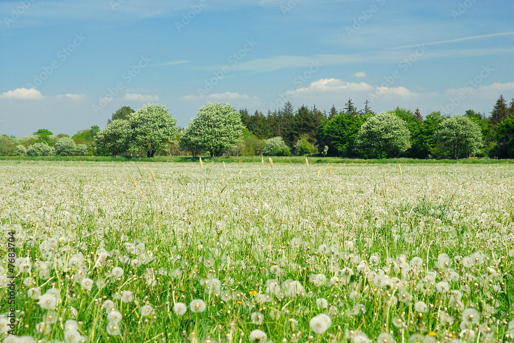 Wiese im Frühling