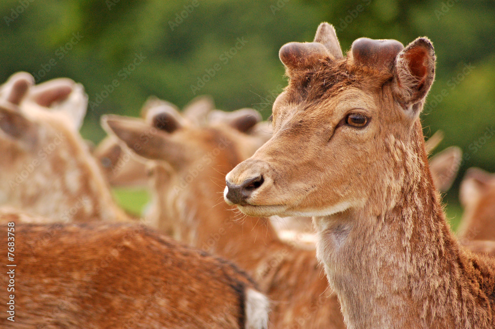 Obraz premium Fallow Deer