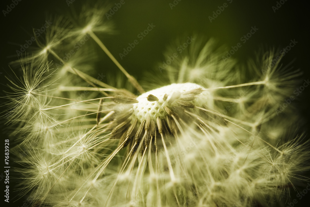 Obraz premium Awe dandelion