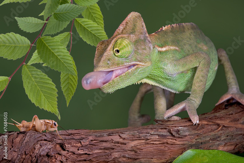 Chameleon catching cricket