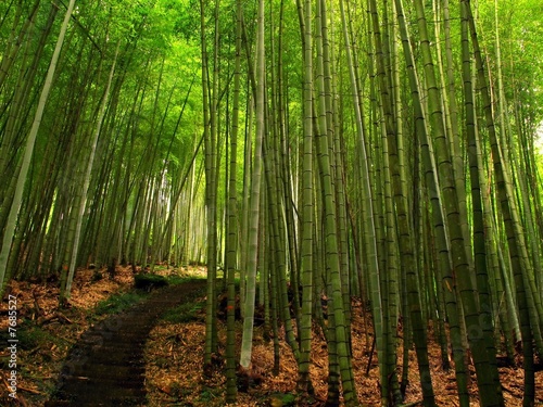 Lush Bamboo Forest