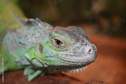 Iguane lizard portrait