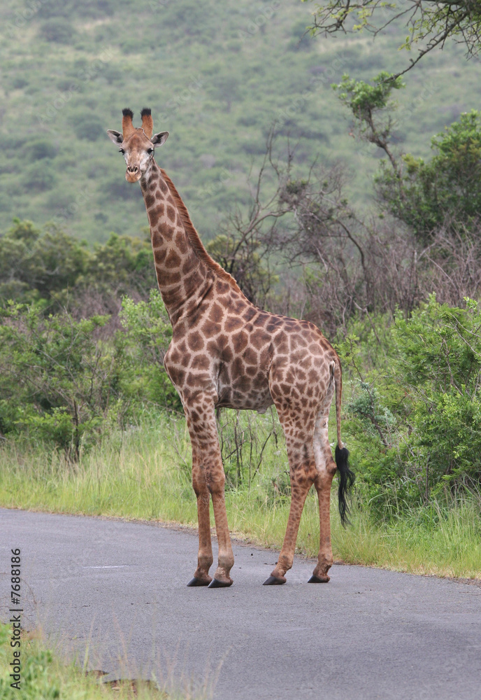 Obraz premium Giraffe looking at camera.