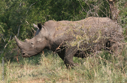 Rhino coming from the bush