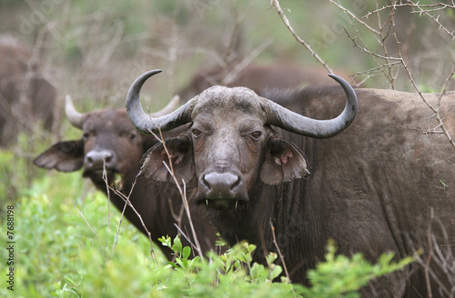 Buffaloes curiously looking