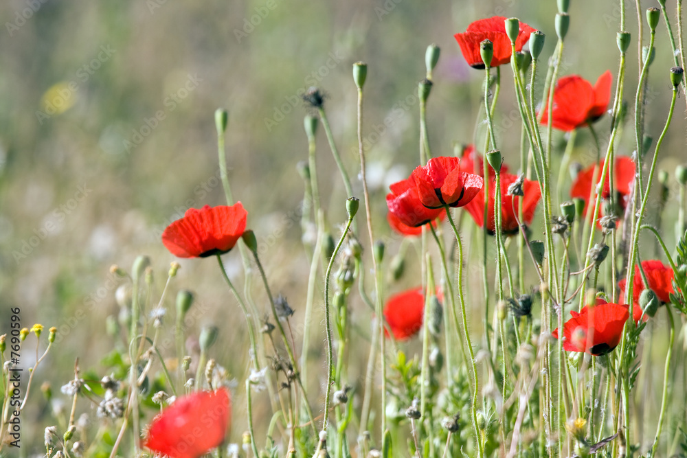 Obraz premium Wokół dzikie maki