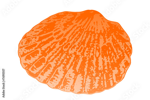 Mussel one