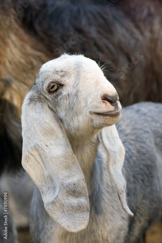 young goat in Shelter