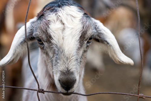 young goat in Shelter