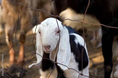 young goat in Shelter