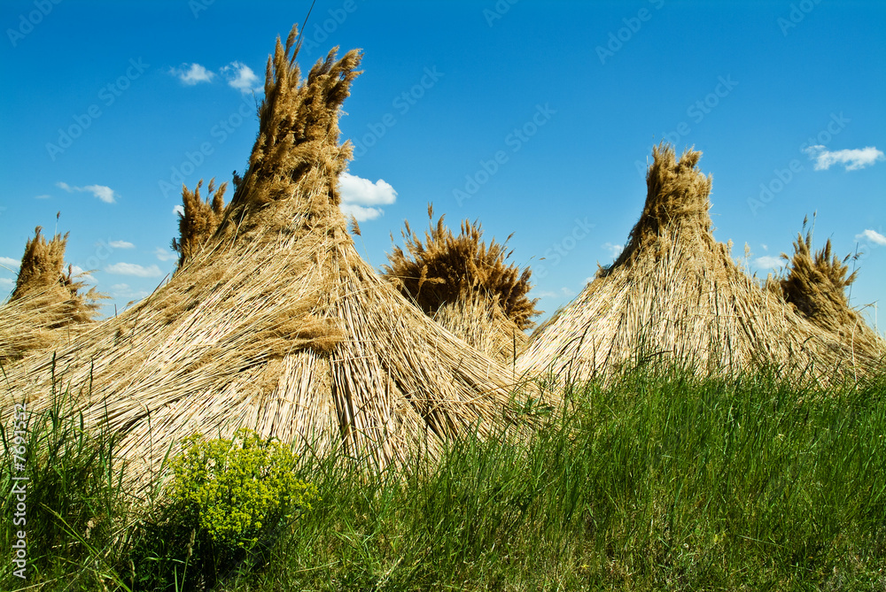 Naklejka premium Schilfkegel