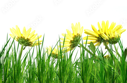 Flowers and grass