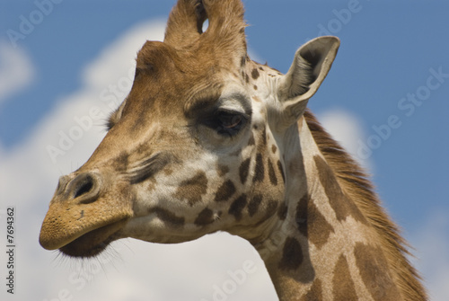 Fototapeta Naklejka Na Ścianę i Meble -  Close-up of Rothschild Giraffe (Giraffa Camelopardalis Rothschil