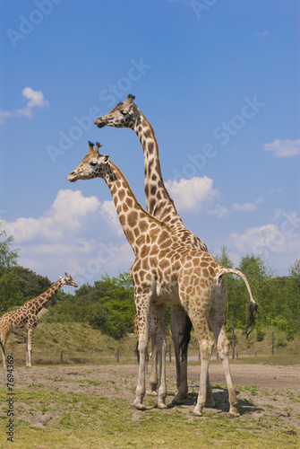 Two Rothschild Giraffes  Giraffa Camelopardalis Rothschildi 