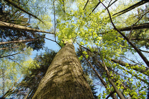 trees