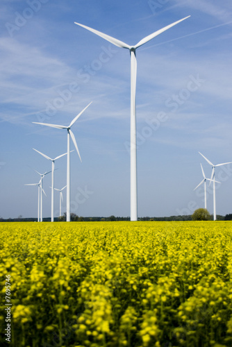 Windkraft und Rapsfelder