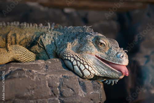 Fototapeta Naklejka Na Ścianę i Meble -  Iguana lying on a rock with its tongue out