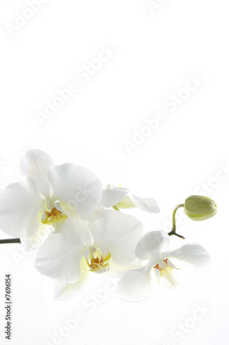 Fototapeta Naklejka Na Ścianę i Meble -  Beautiful  white orchid