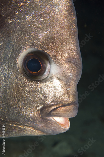Bronze fish-face