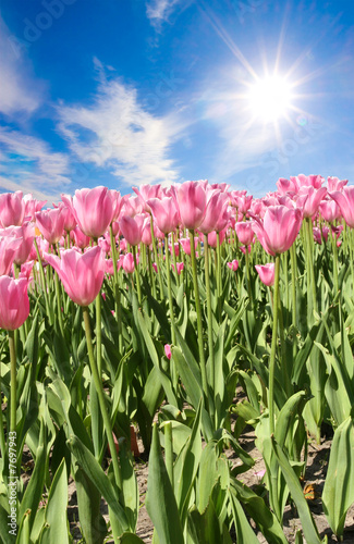 Tulips rising up to the sun, green field on background