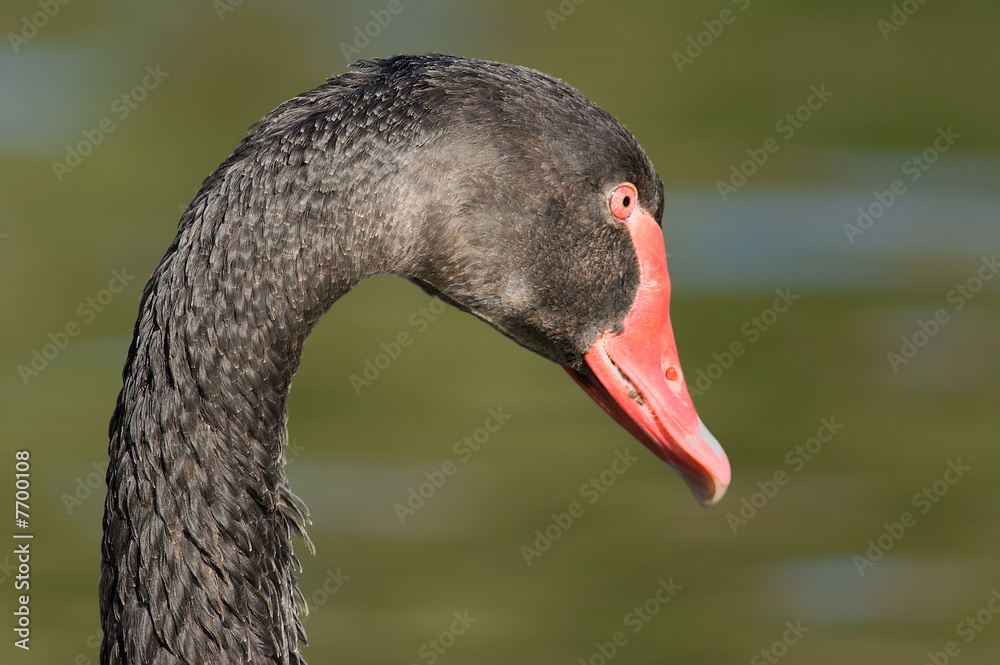 Fototapeta premium Close-up of a Black Swan