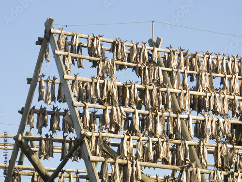 Lofoten's stockfish photo