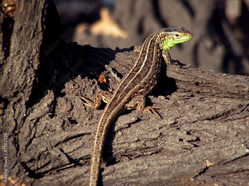 Fototapeta premium lizard