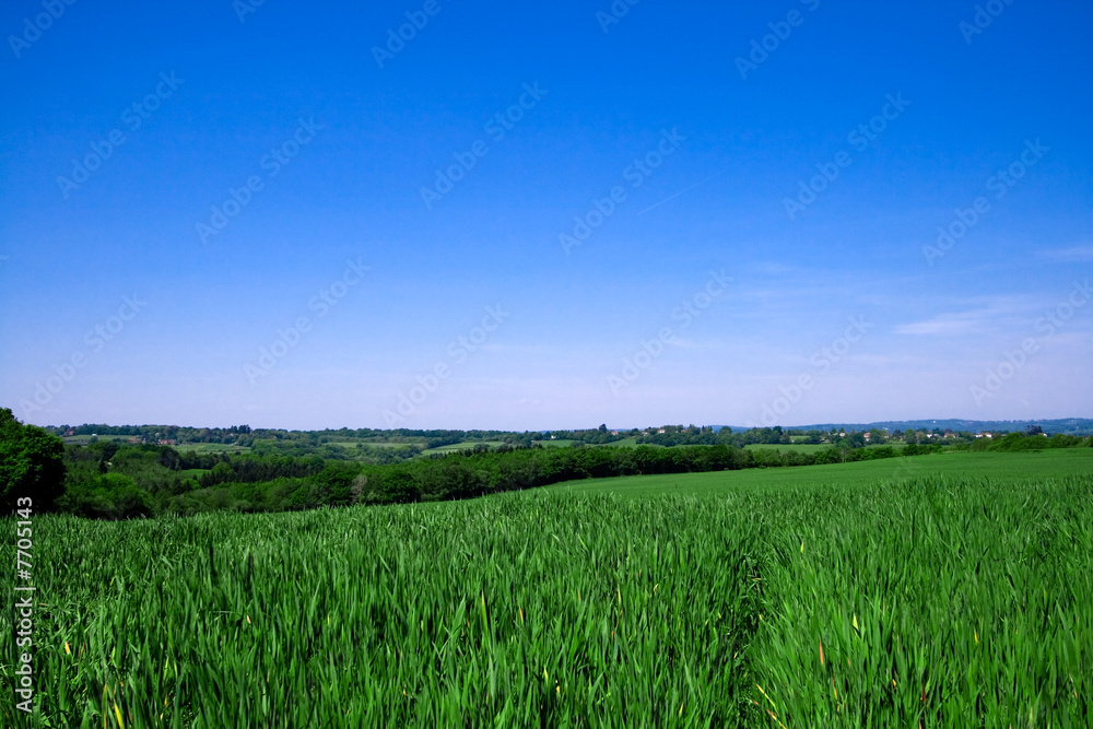 Growing crops under clear blue sky