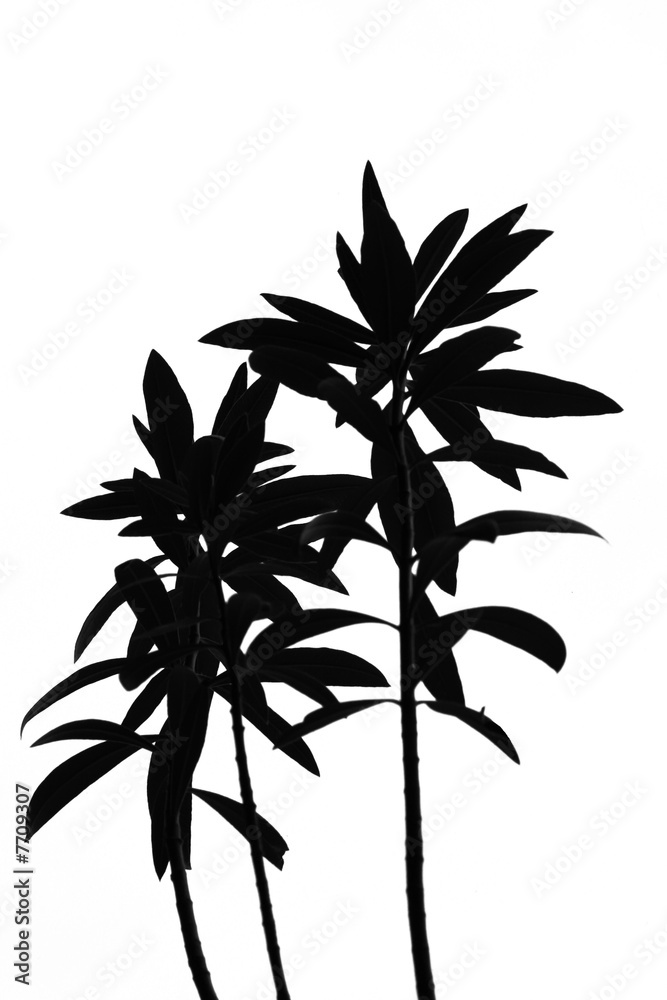 Obraz premium black white plant