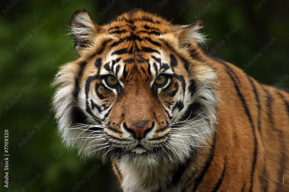 Fototapeta premium The Hunter