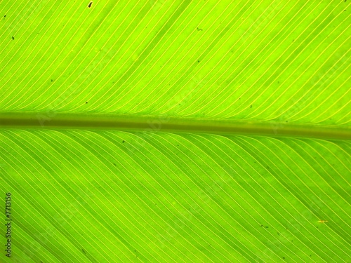 Green Horizontal