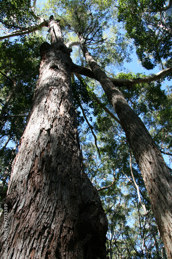 Tropical Forest - Fraser Island, UNESCO, Australia Tropical Forest - Fraser Island, UNESCO, Australia