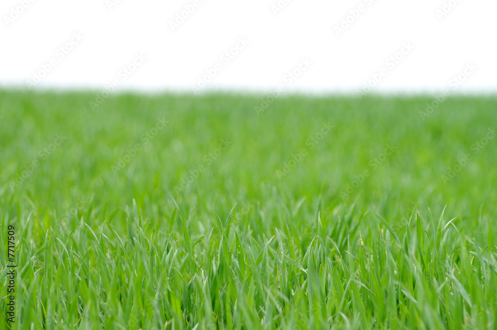 Gras 20