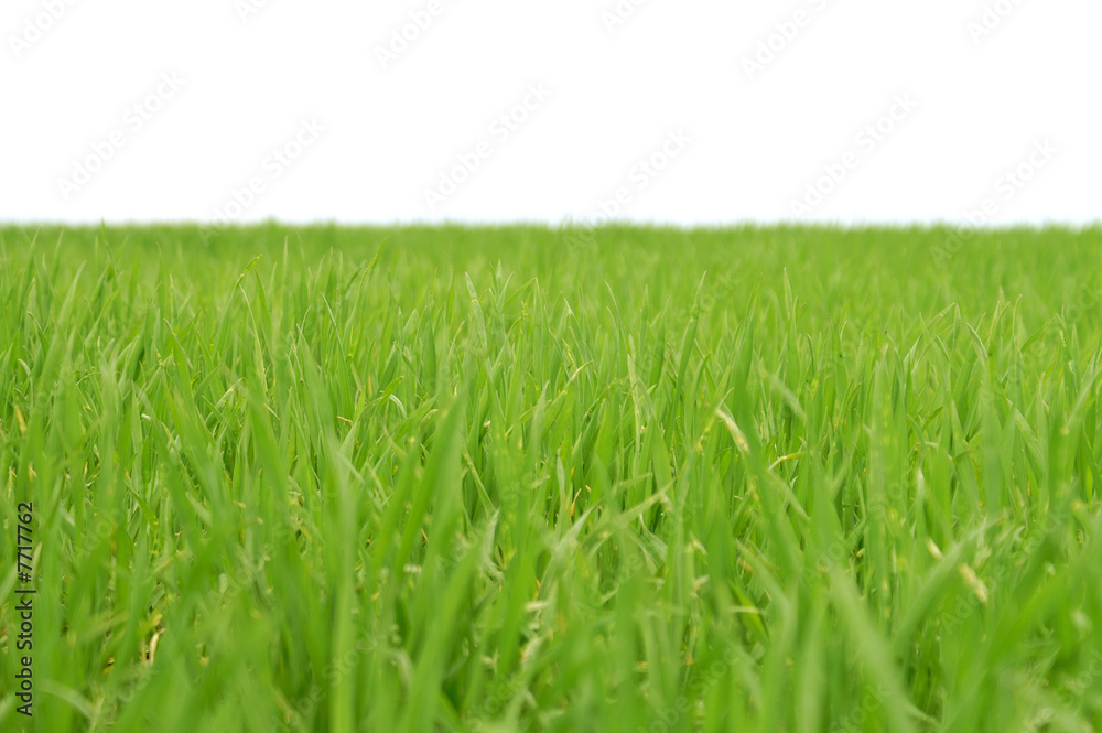 Gras 16 Gras 16