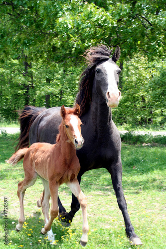 Curly Mare and Foal © FreeReinDesigns