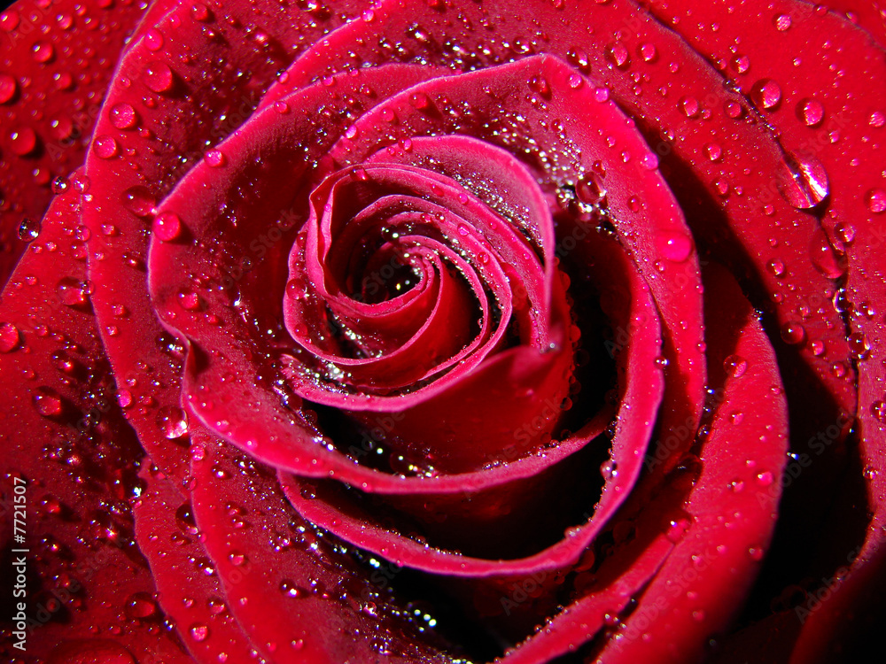 Naklejka premium rose