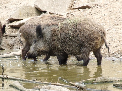 Wild boar photo