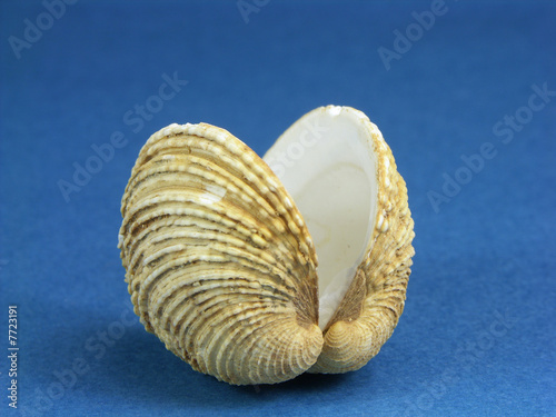 Common Californian Venus seashell
