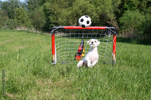 hundefußball