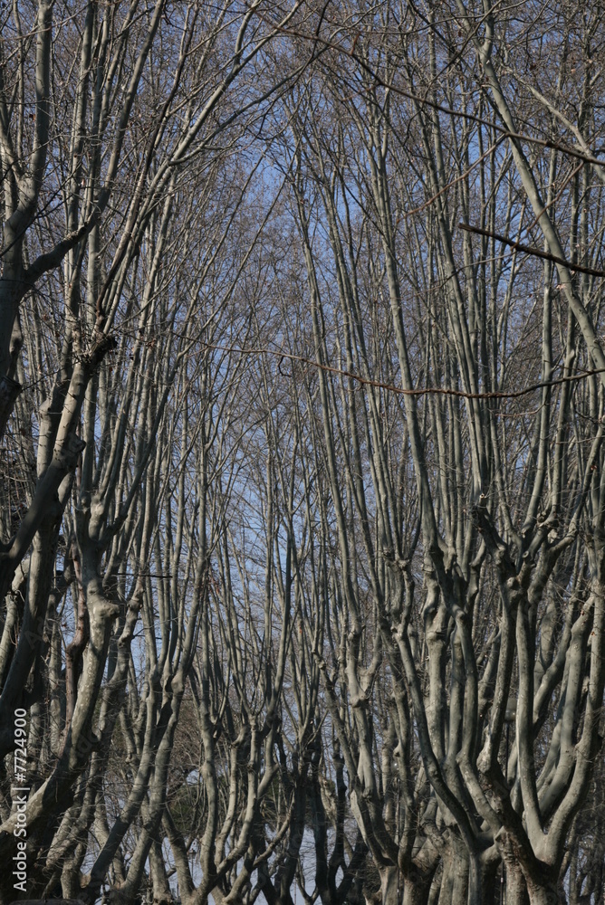 Obraz premium Foresta