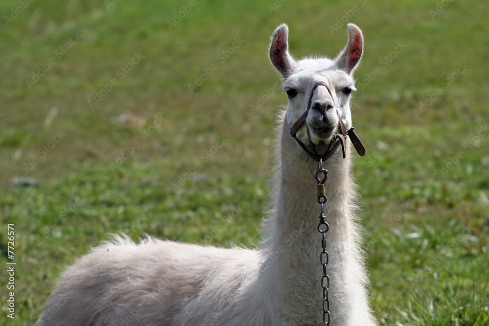 Fototapeta premium lama