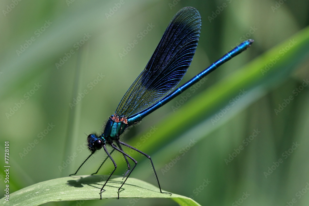 agrion agrion