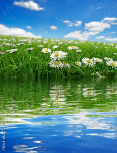 Field with daisies reflecting