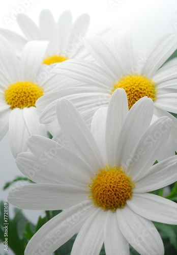 white spring marguerite