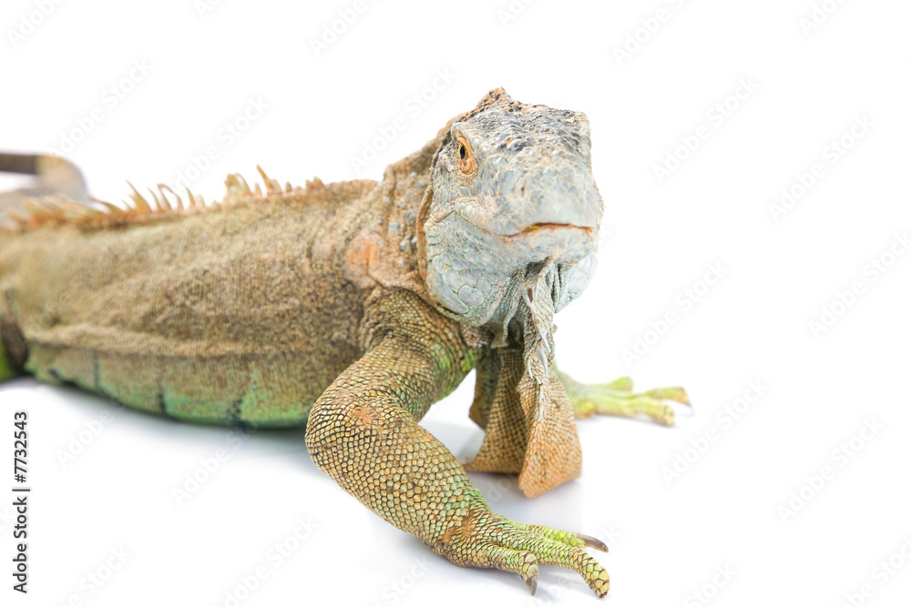 Naklejka premium dragon