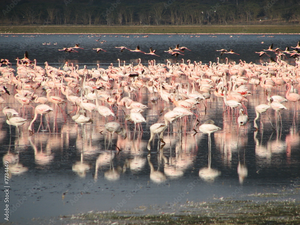 Fototapeta premium Pink flamingoes