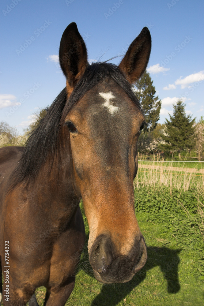 Fototapeta premium horse