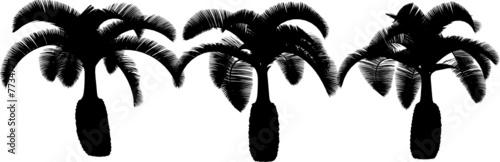 3 vector tropical palms and trees